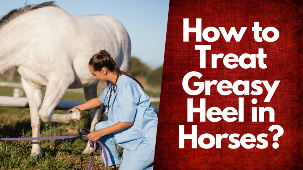 how-to-treat-greasy-heel-in-horses-the-livestock-expert