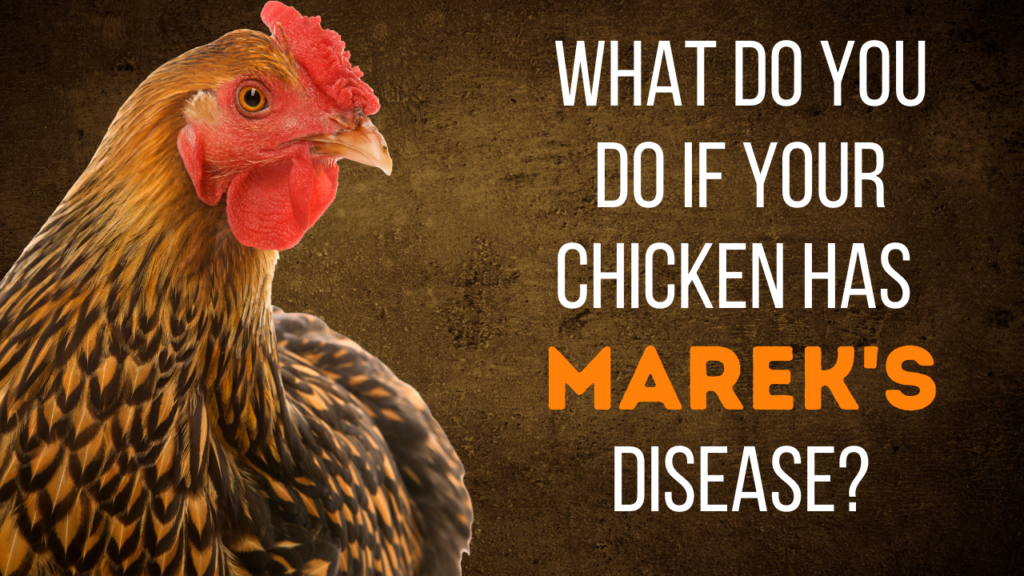 what-do-you-do-if-your-chicken-has-marek-s-disease-the-livestock-expert