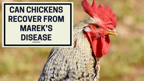 can-chicken-s-recover-from-mareck-s-disease-the-livestock-expert