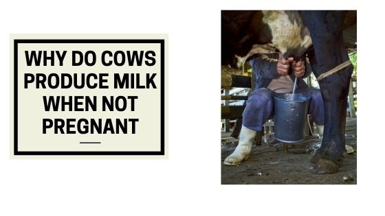 why-do-cows-produce-milk-when-not-pregnant-the-livestock-expert