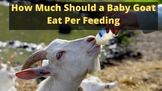 How Much Should A Baby Goat Eat Per Feeding - The Livestock Expert