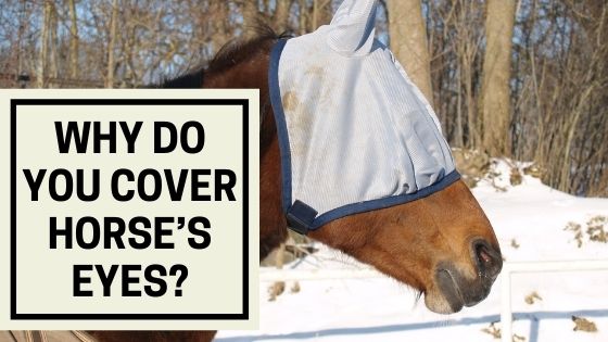 why-do-you-cover-horse-s-eyes-the-livestock-expert