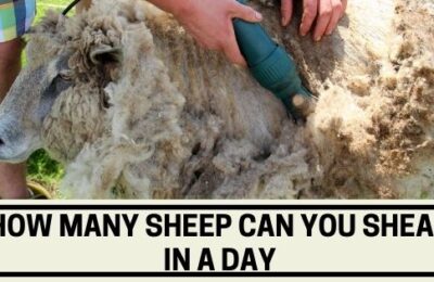 Where Can I Buy Sheep's Milk Near Me - The Livestock Expert