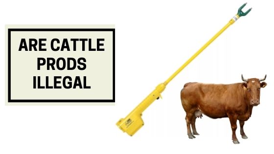 how does a cattle prod work