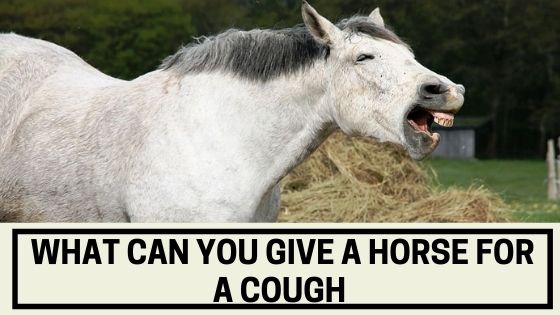 what-can-you-give-a-horse-for-a-cough-the-livestock-expert