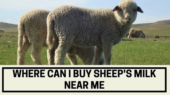 Where Can I Buy Sheep's Milk Near Me - The Livestock Expert