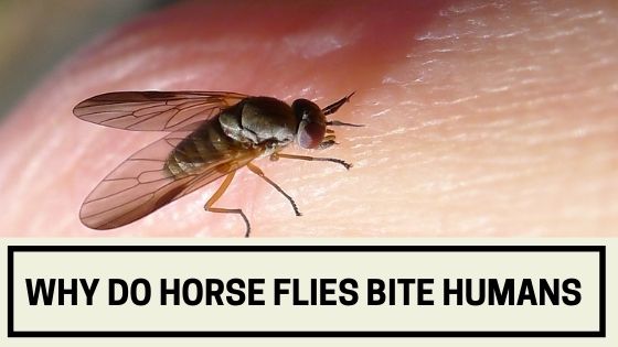 Why do Horse Flies Bite Humans? - The Livestock Expert