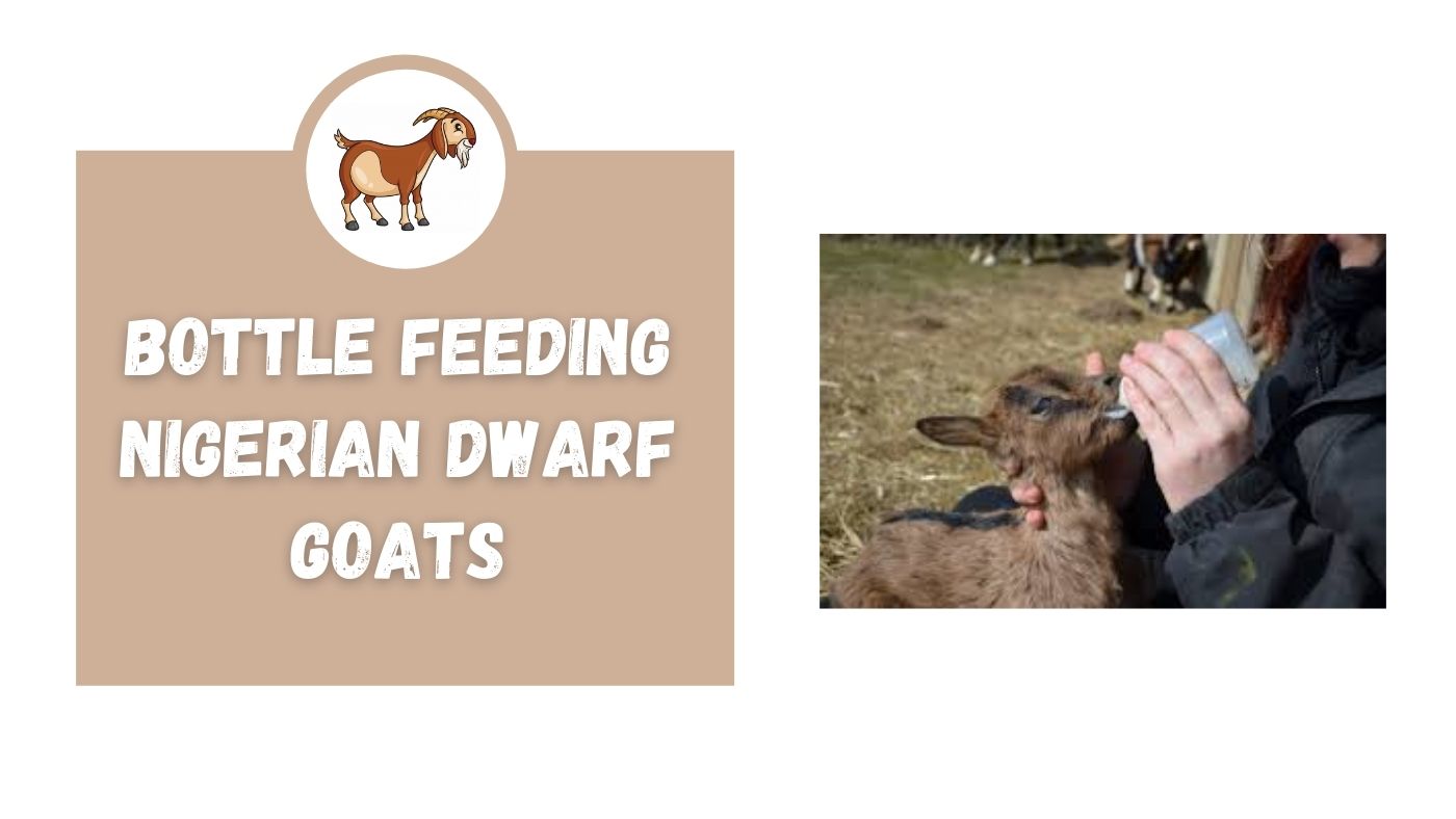 Bottle Feeding Nigerian Dwarf Goats The Livestock Expert