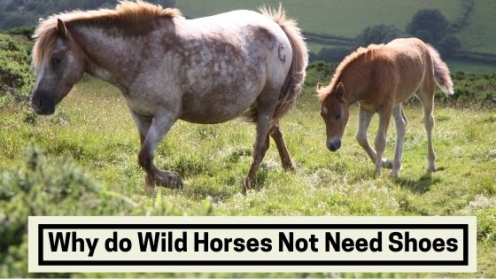 Why Do Wild Horses Not Need Shoes The Livestock Expert