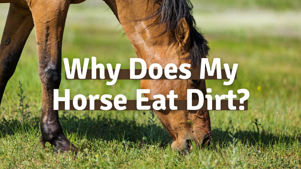 Why Does My Horse Eat Dirt? - The Livestock Expert