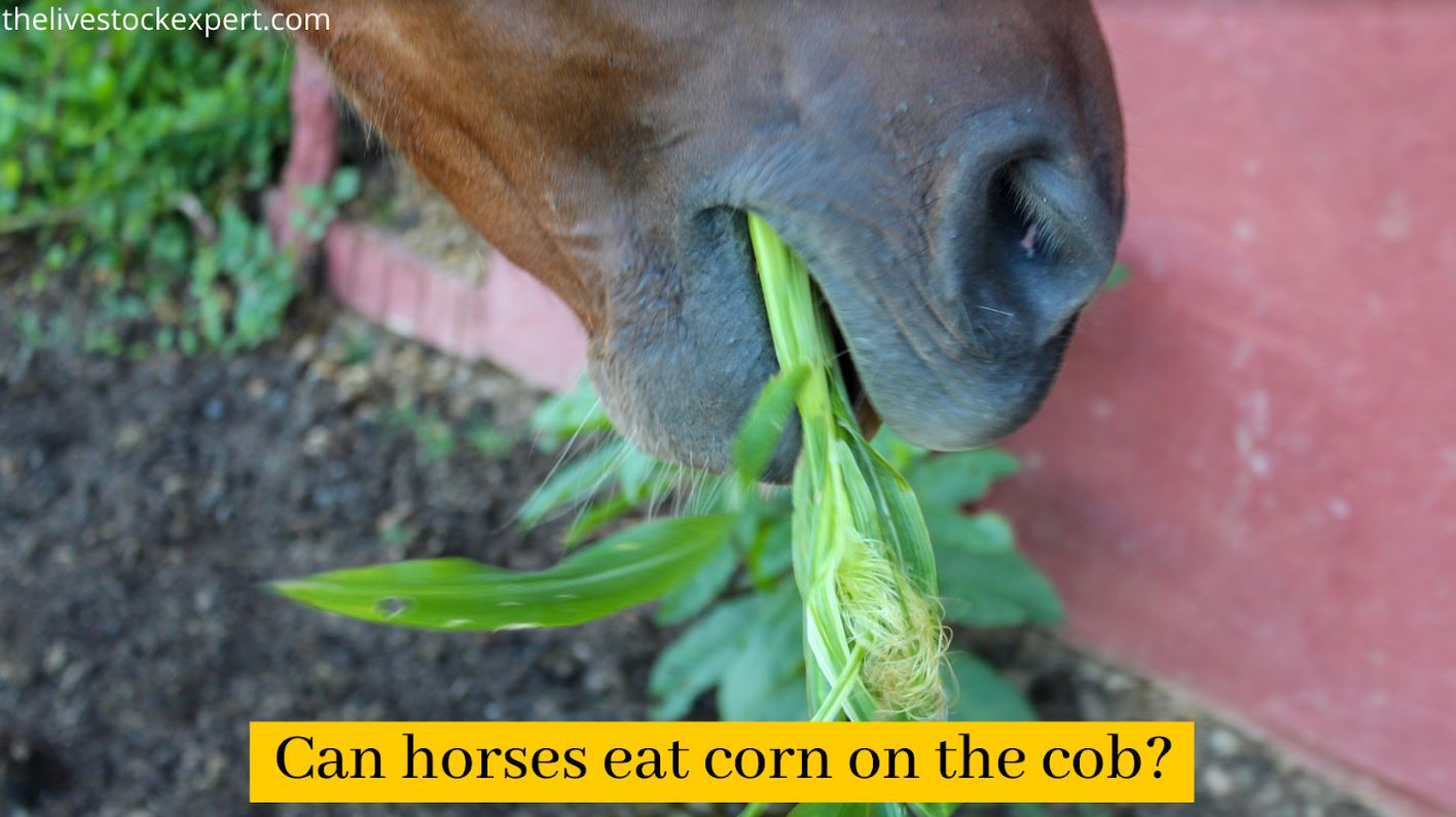 Can Horses Eat Corn On The Cob The Livestock Expert