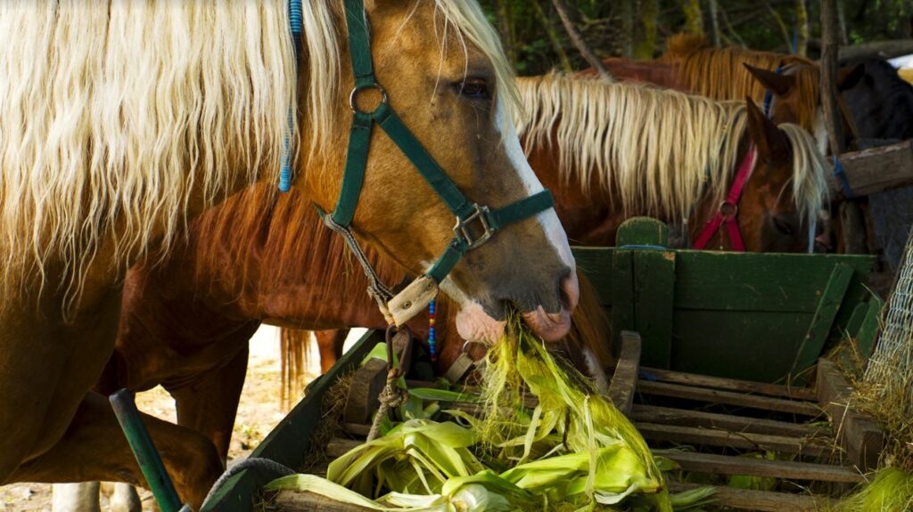 Can Horses Eat Corn on the Cob? - The Livestock Expert