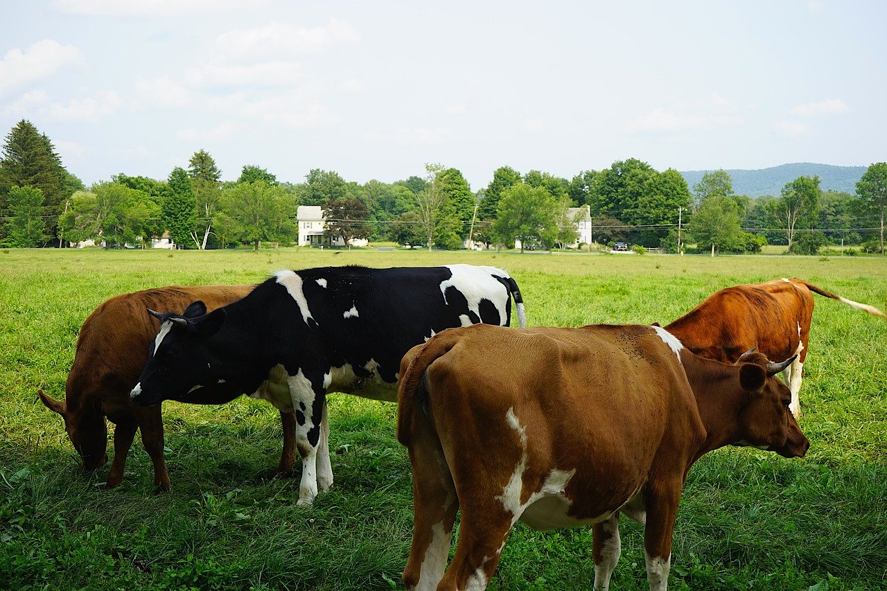 are-cows-and-bulls-the-same-the-livestock-expert