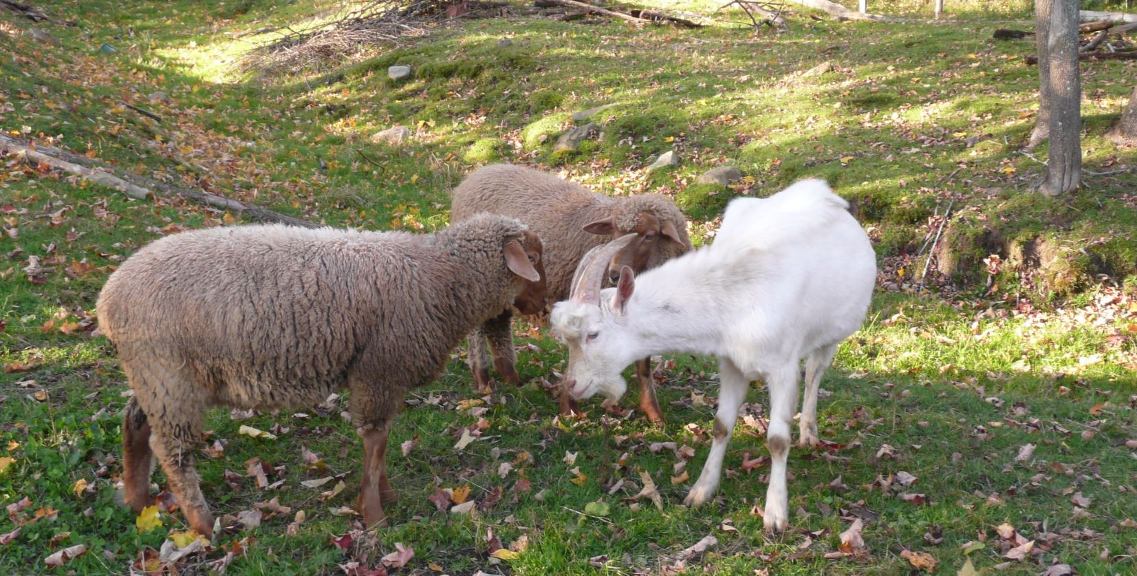 running sheep and goats together