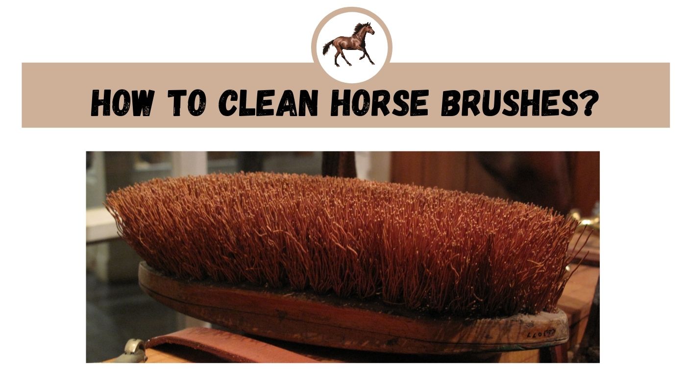how to clean horse brushes