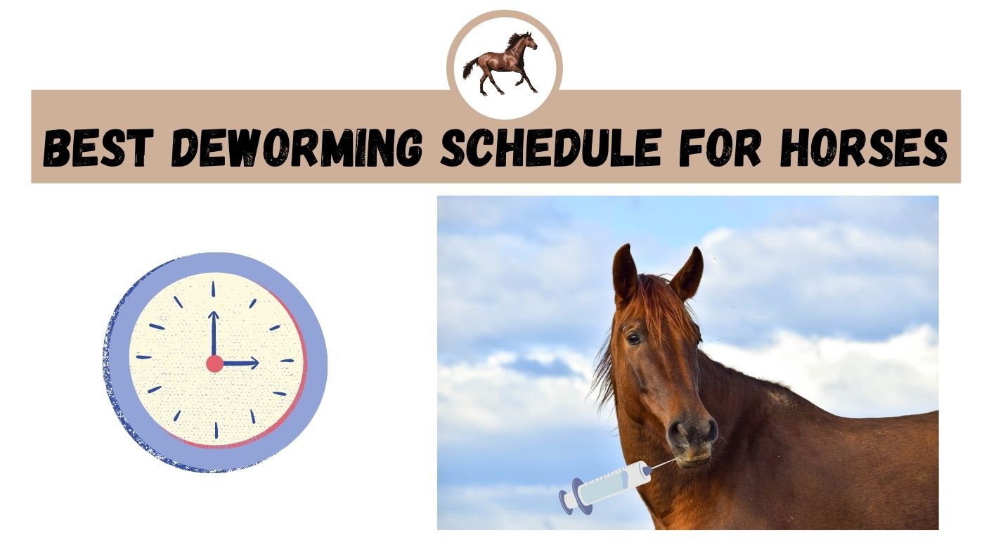 Best Deworming Schedule For Horses The Livestock Expert