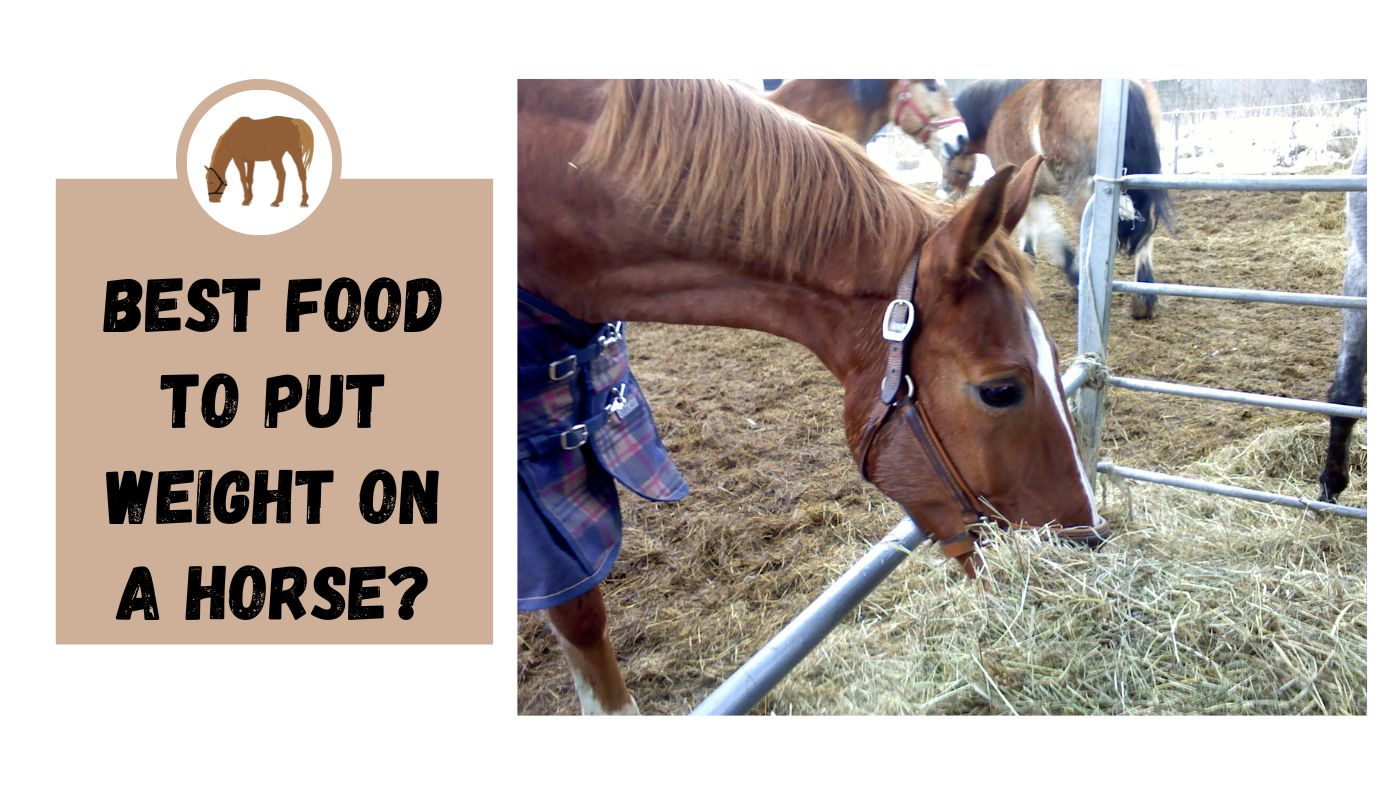 best-food-to-put-weight-on-a-horse-the-livestock-expert