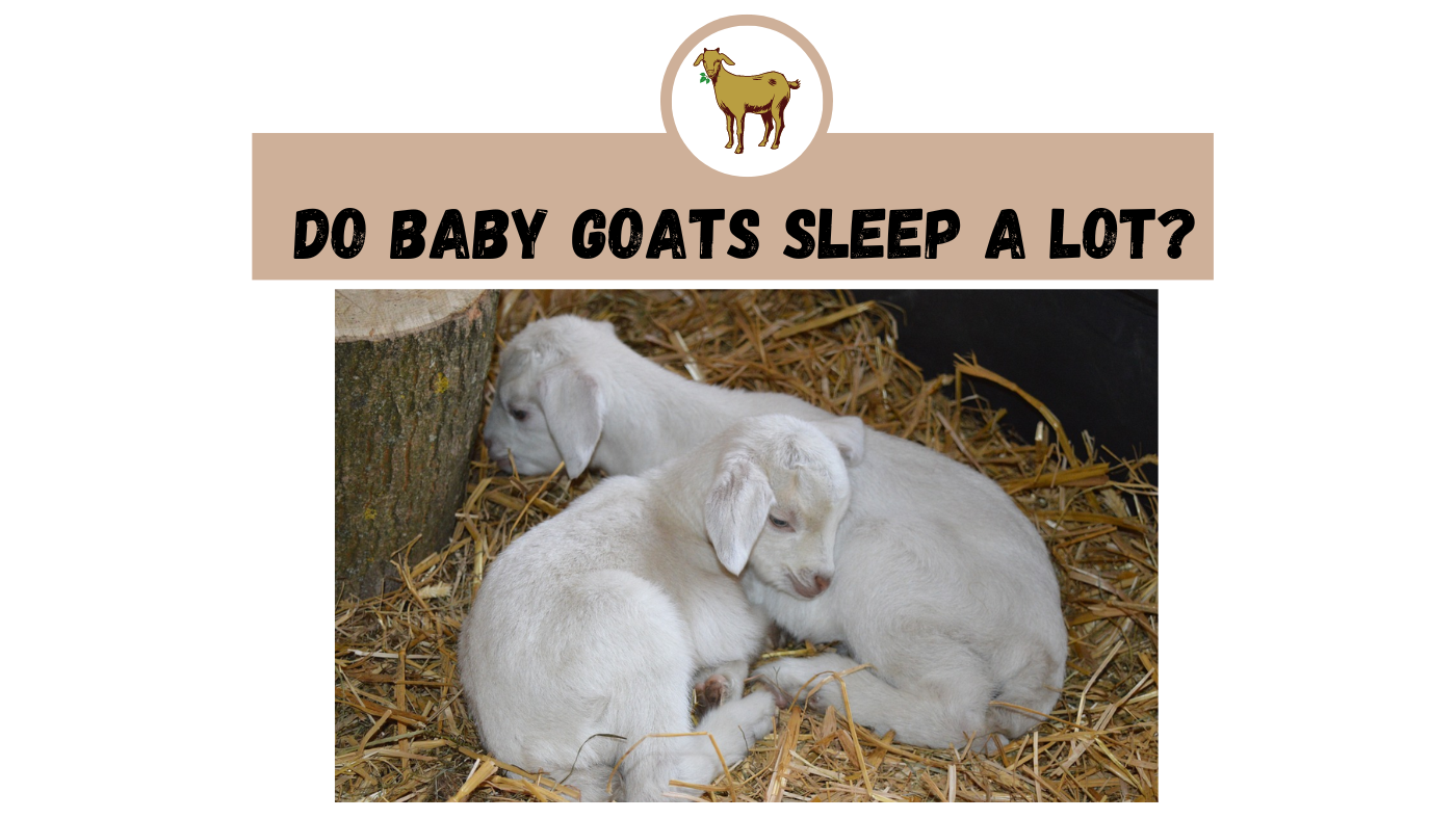 do-baby-goats-sleep-a-lot-the-livestock-expert